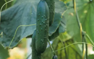 Sargon F1 / Саргон F1