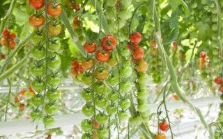 Sassari / Сассарі