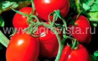 SV8840TM / СВ8840ТМ