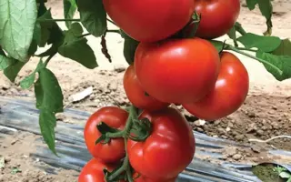 Signora / Сігнора