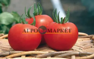 Siluet F1 / Сілует F1