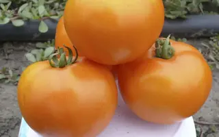 Солідо Спарк