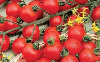 Spencer / Спенсер