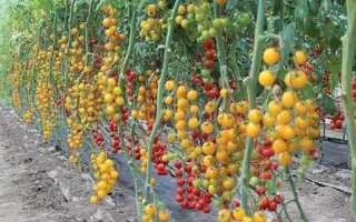 Star Gold / Стар Голд