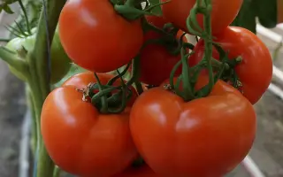 T 97082 F1 / Т 97082 F1