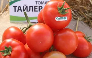 Tailer / Тайлер