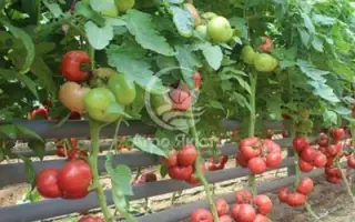 Taipink / Тайпінк