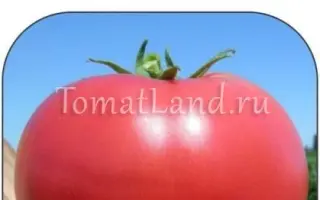 Tarpan / Тарпан