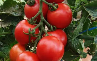 Tastier / Тастієр