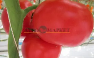 TATEMARU MUCHOO / ТАТЕМАРУ МУЧО