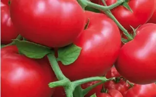 Temis F1 / Темис F1