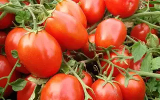 Terion / Теріон