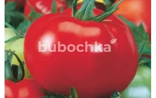 Terra Cotta F1 / Терра Кота F1