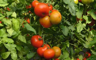 Tobolsk / Тобольськ