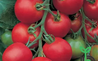 Tolstoi F1 / Толстой F1