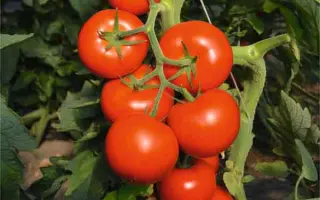 Tomoko / Томоко