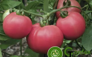 Torbay F1 / Торбей F1