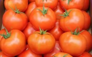 Torero / Тореро