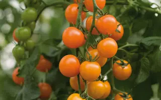 Toronjina / Торонжіна