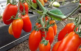 Torros F1 / Торрос F1