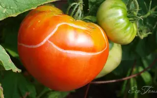 TREDICY / ТРЕДІСІ