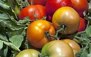 Tribeca / Трібека