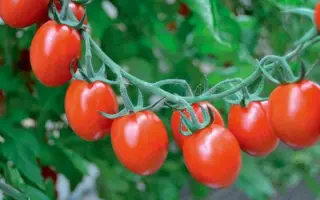 Tutti Frutti / Туті Фруті