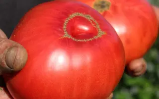 Український