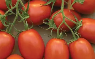 Ulisse F1 / Уліссе F1