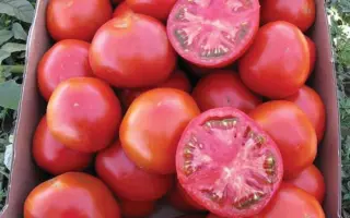 Urakan F1 / Уракан F1