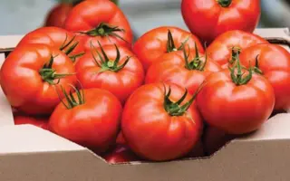 FANTASTINA / ФАНТАСТІНА