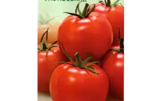 Фастівський 1