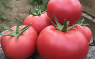 Fenda F1 / Фенда F1