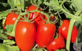 Filiksa / Філікса