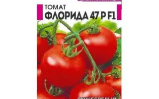 Florida 47 P F1 / Флорида 47 Р F1