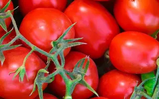 Fokker / Фоккер