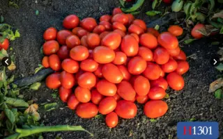 Heinz1301 / Хайнц1301