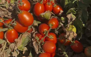 Heinz5108 / Хайнц5108