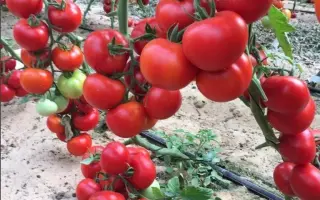 Hallar F1 / Халлар F1