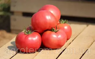 HAPYNET / ХЕПІНЕТ