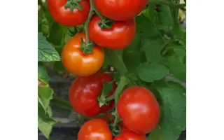 Herdon F1 / Хердон F1