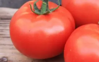 Hilario F1 / Хиларио F1