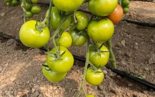 Hibachi / Хібачі