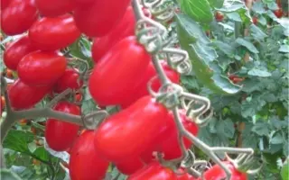 Zuccherino / Цуккеріно