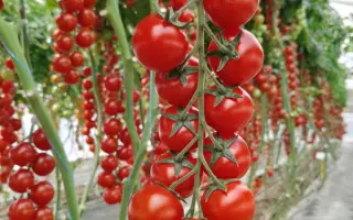 CHEREZA / ЧЕРЕЗА