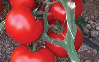 CHIMGAN / Чимган