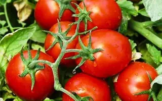 Chibli F1 / Чіблі F1