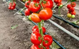 Cinto F1 / Чінто F1