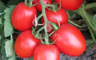 Shkiper F1 / Шкіпер F1