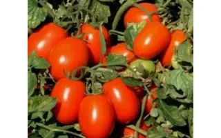 UG 8168 F1 / Юджі 8168 F1